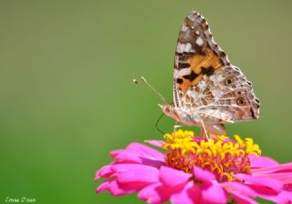 Diken Kelebei (Vanessa cardui)