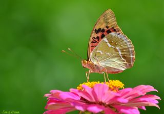 Bahadr (Argynnis pandora)