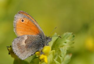 Kk Zpzp Perisi (Coenonympha pamphilus)