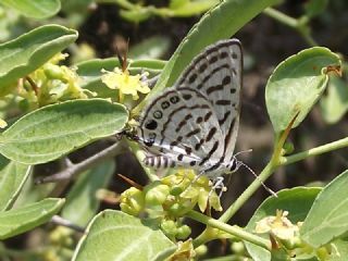 Balkan Kaplan (Tarucus balkanicus)