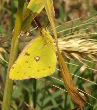 Sar Azamet (Colias croceus)