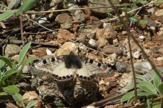 Yalanc Apollo (Archon apollinus)