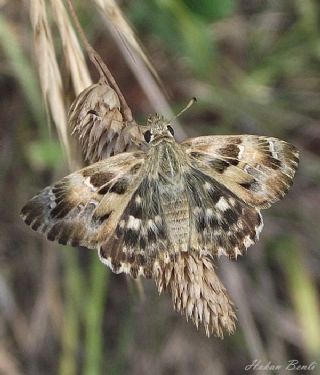 Hatmi Zpzp (Carcharodus alceae)