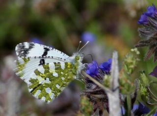 Da Oykls (Euchloe ausonia)