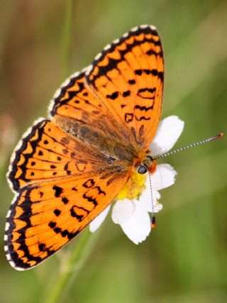 Trkistan parhan (Melitaea arduinna)