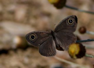 Karagz (Ypthima asterope)