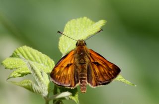 Orman Zpzp (Ochlodes sylvanus)