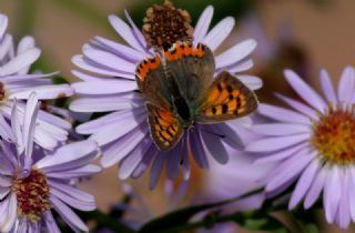 Benekli Bakr Gzeli (Lycaena phlaeas)