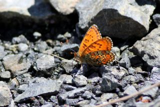 Trkistan parhan (Melitaea arduinna)