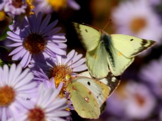 Gzel Azamet (Colias alfacariensis)