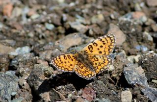 Hatayl parhan (Melitaea collina)