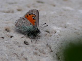 Kafkasya Gelincii (Tomares callimachus)