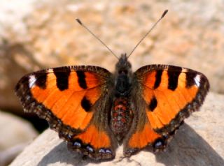 Aglais (Aglais urticae)