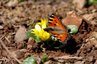 Aglais (Aglais urticae)