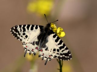 Orman Fistosu (Allancastria  cerisyi)