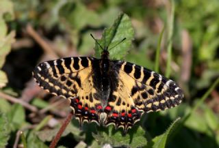 Orman Fistosu (Allancastria  cerisyi)