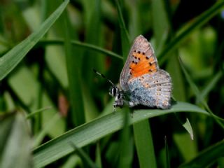 Akbes Gelincii (Tomares nesimachus)