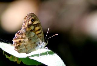 Karanlk Orman Esmeri (Pararge aegeria)