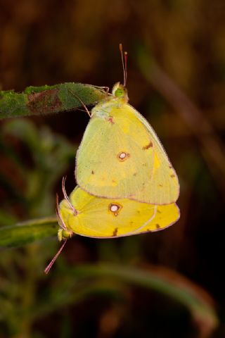 Sar Azamet (Colias croceus)