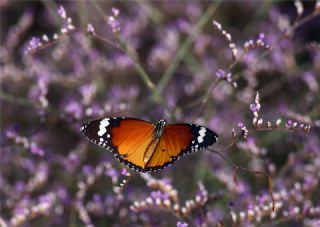 Sultan (Danaus chrysippus)