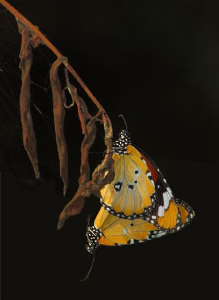 Sultan (Danaus chrysippus)