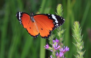 Sultan (Danaus chrysippus)