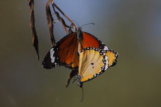 Sultan (Danaus chrysippus)