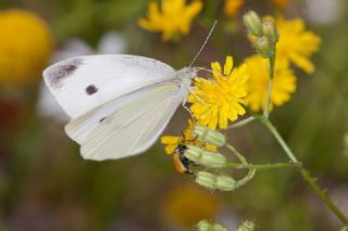 Kk Beyazmelek (Pieris rapae)