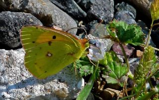 Sar Azamet (Colias croceus)