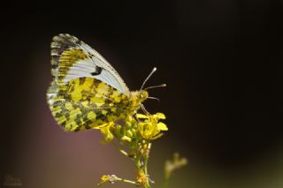 Ssl Damone (Anthocharis damone)