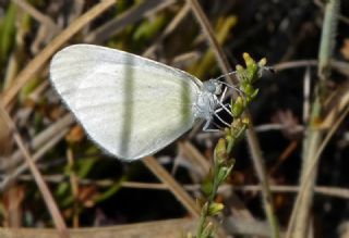 Doulu Narin Orman Beyaz (Leptidea duponcheli)