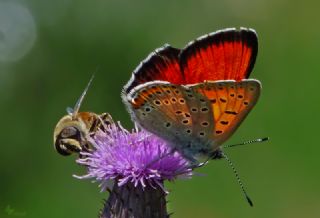 Ate Bakr Gzeli (Lycaena candens)