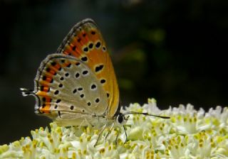 Kk Ate Gzeli (Lycaena thersamon)