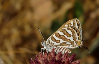 eytanck (Cigaritis acamas)