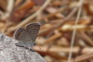 Mcevher Kelebei (Chilades trochylus)