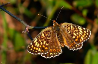 Benekli Byk parhan (Melitaea phoebe)