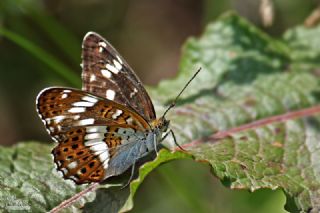 Hanmeli Kelebei (Limenitis camilla)