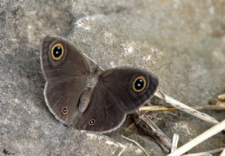 Karagz (Ypthima asterope)