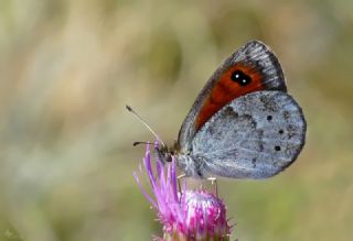 Harem Gzelesmeri (Erebia ottomana)