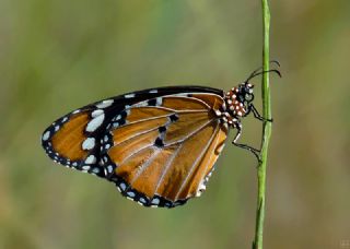 Sultan (Danaus chrysippus)