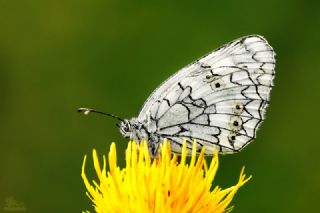 Uygur Melikesi (Melanargia russiae)