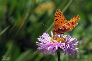 Kafkas Meneke Kelebei (Boloria caucasica)