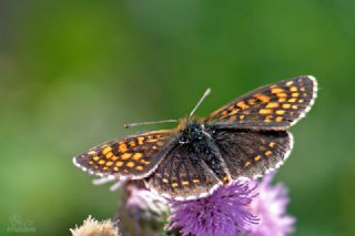 Kafkasyal Amannisa (Mellicta  caucasogenita)