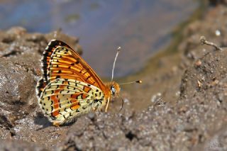 Kafkasyal parhan (Melitaea interrupta)