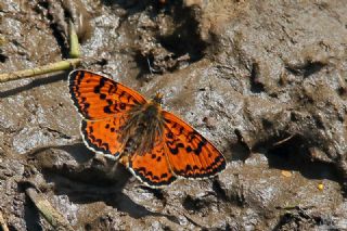 Kafkasyal parhan (Melitaea interrupta)