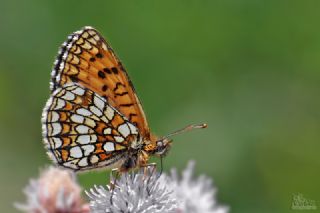 Kafkasyal Amannisa (Mellicta  caucasogenita)