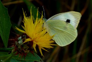 Byk Beyazmelek  (Pieris brassicae)