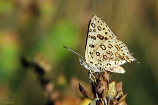 Uygur eytanc (Cigaritis uighurica)