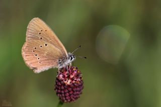 Esmer Korubeni (Phengaris nausithous)