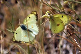 Gzel Azamet (Colias alfacariensis)